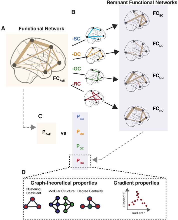 Quantifying the influence of biophysical factors in shaping brain communication through remnant functional networks.