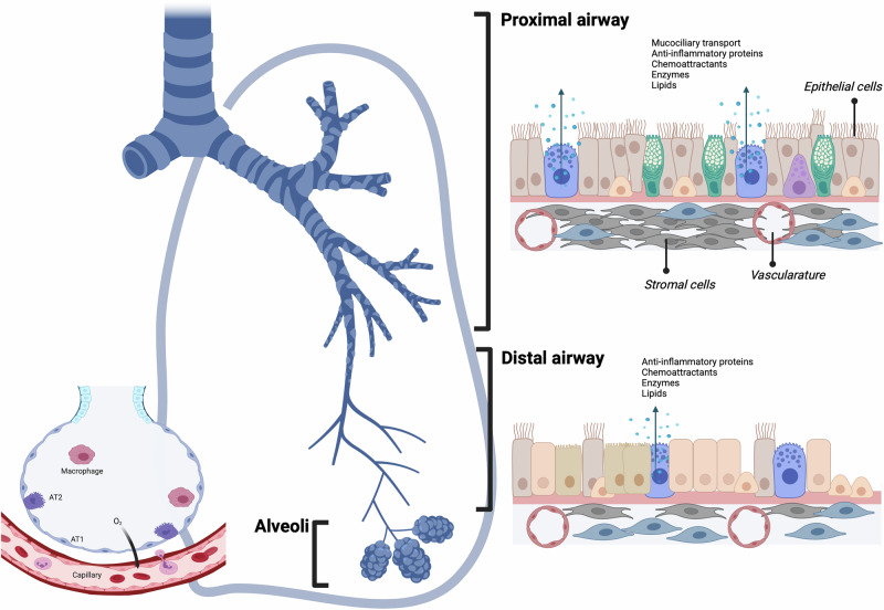 A multidisciplinary approach towards modeling of a virtual human lung.