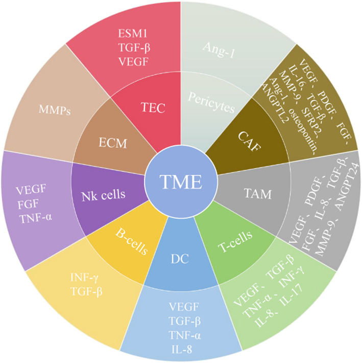 Decoding tumor angiogenesis: pathways, mechanisms, and future directions in anti-cancer strategies.