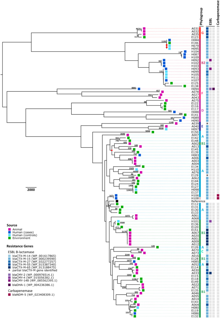 Extended spectrum beta-lactamase producing Escherichia coli and antimicrobial resistance gene sharing at the interface of human, poultry and environment: results of ESBL tricycle surveillance in Kathmandu, Nepal.