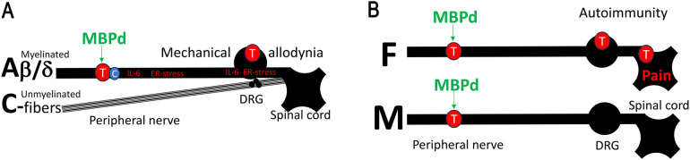 Pain kept under wraps of myelin sheath.