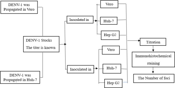 THE REPLICATION EFFICIENCY OF DENGUE VIRUS SEROTYPE 1 ISOLATED FROM PATIENTS WITH DENGUE FEVER IN HUMAN HEPATOCYTE CELL LINES.