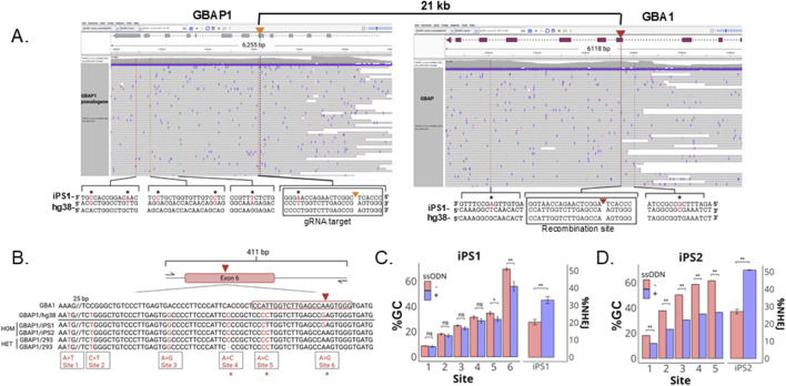Efficient GBA1 editing via HDR with ssODNs by outcompeting pseudogene-mediated gene conversion upon CRISPR/Cas9 cleavage.