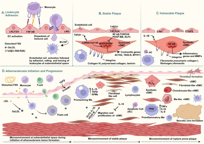 The Atherosclerotic Plaque Microenvironment as a Therapeutic Target.