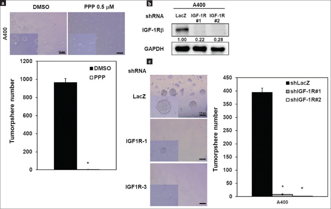 Reciprocal regulation between B lymphoma Mo-MLV insertion region 1 homolog and type I insulin-like growth factor receptor in pemetrexed-resistant lung cancer cells.