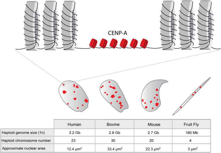 Marking dad's centromeres: maintaining CENP-A in sperm.