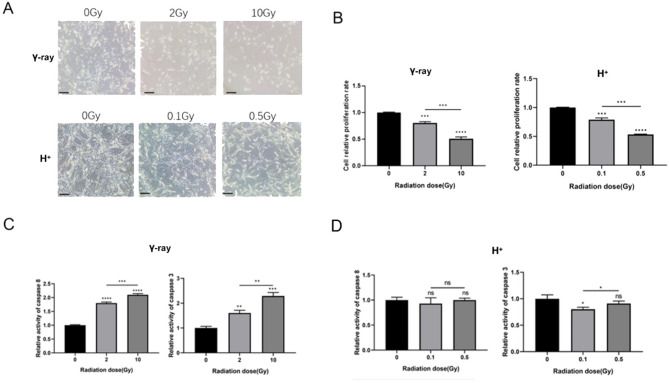 Distinct astrocyte activation patterns associated with neuroinflammation induced by gamma and proton beam irradiation.
