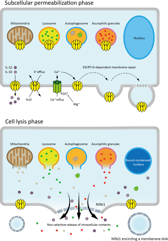 Manipulation of cancer cell pyroptosis for therapeutic approaches: challenges and opportunities.