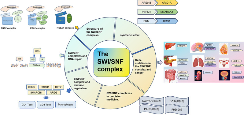 Chromatin remodeling and cancer: the critical influence of the SWI/SNF complex.