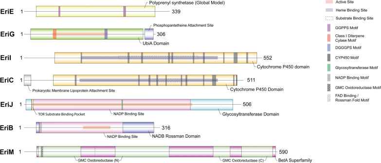Influences of substrate and tissue type on erinacine production and biosynthetic gene expression in Hericium erinaceus.