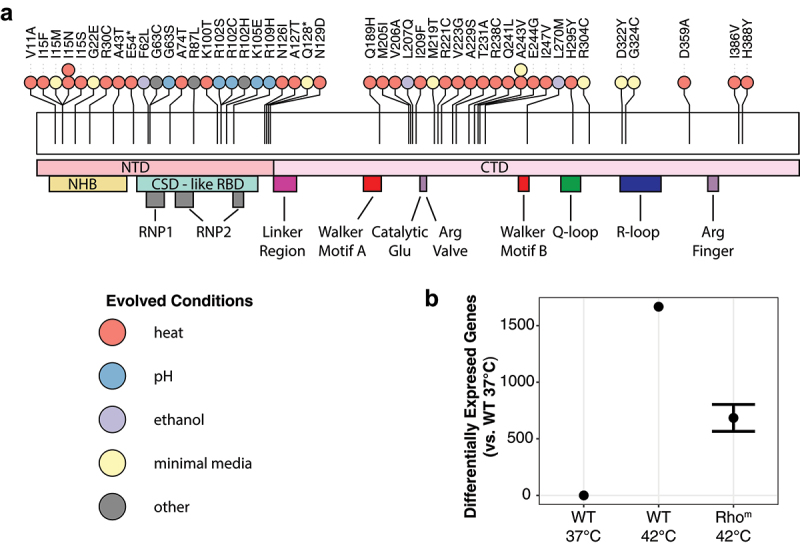 Rho-dependent termination: a bacterial evolutionary capacitor for stress resistance.