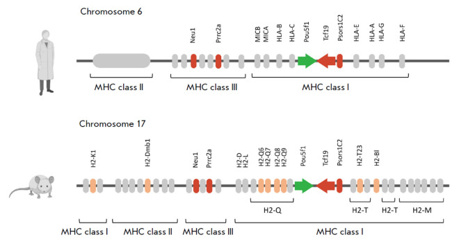 Cis-regulatory Function of the Pou5f1 Gene Promoter in the Mouse MHC Locus.