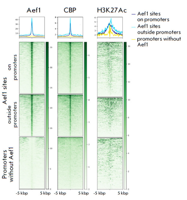 The Drosophila Zinc Finger Protein Aef1 Colocalizes with Enhancers and Is Involved in the Transcriptional Regulation of Numerous Genes.
