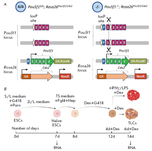 Cis-regulatory Function of the Pou5f1 Gene Promoter in the Mouse MHC Locus.