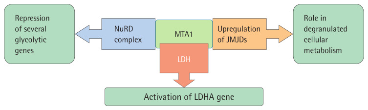 Metastasis-associated protein 1: a druggable target in cancer treatment.