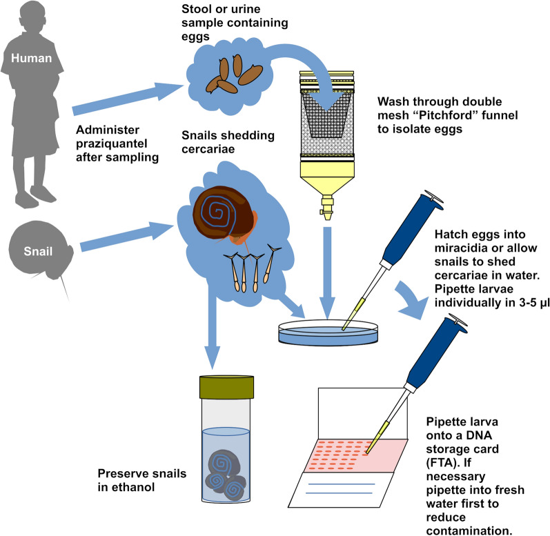 The research contribution of the Schistosomiasis Collection at the Natural History Museum (SCAN): highlights, challenges and future directions.