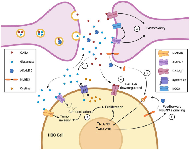 Breaking Down Glioma-Microenvironment Crosstalk.