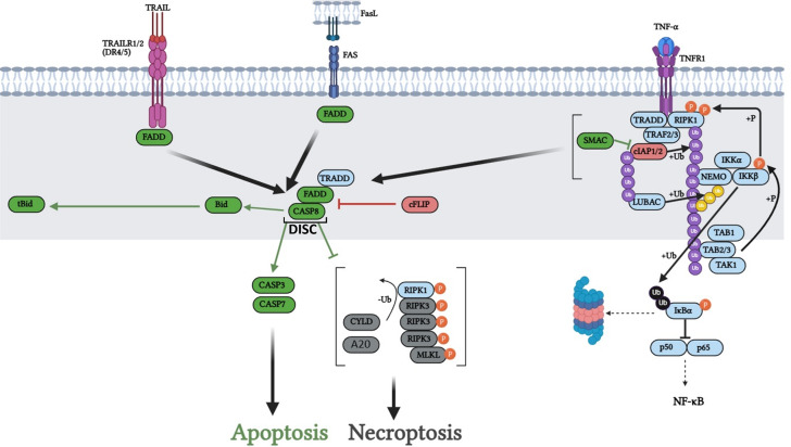 Cell death in glioblastoma and the central nervous system.