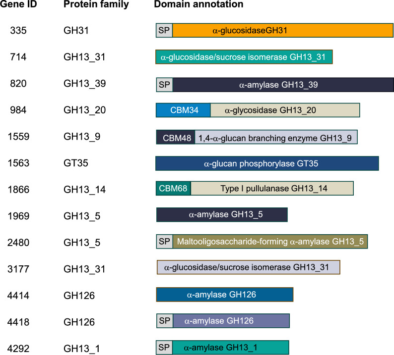 Boosting secretion of starch-converting enzymes from Priestia koreensis HL12 and its application in non-thermal cassava pulp saccharification process for maltooligosaccharides synthesis.
