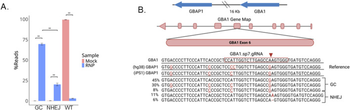 Efficient GBA1 editing via HDR with ssODNs by outcompeting pseudogene-mediated gene conversion upon CRISPR/Cas9 cleavage.