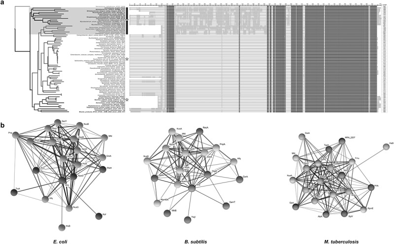 Rho-dependent termination: a bacterial evolutionary capacitor for stress resistance.