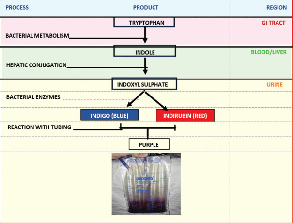 Purple Urine Bag Syndrome in a Bedridden Postmenopausal Woman.