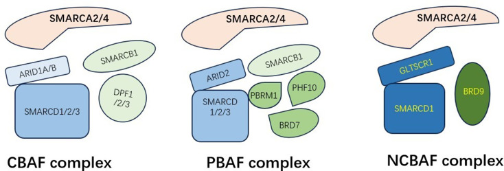 Chromatin remodeling and cancer: the critical influence of the SWI/SNF complex.