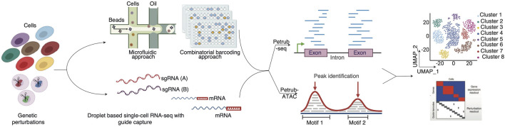 Unraveling the future of genomics: CRISPR, single-cell omics, and the applications in cancer and immunology.