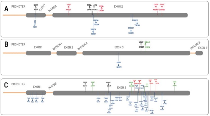 Antifungal Resistance in Non-fumigatus Aspergillus Species.