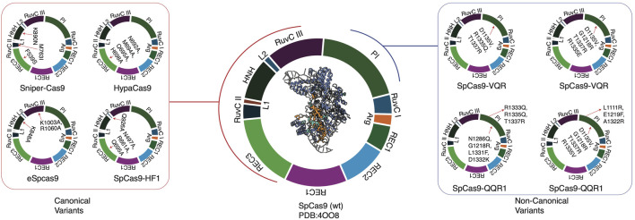 Unraveling the future of genomics: CRISPR, single-cell omics, and the applications in cancer and immunology.