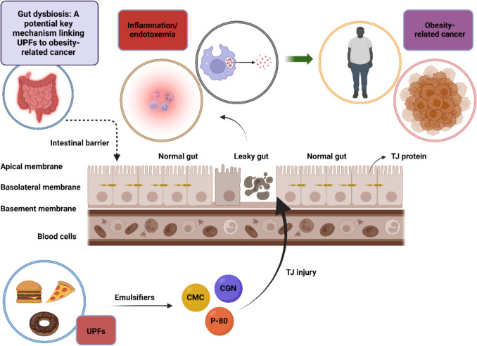 Beneath the Surface: The Emerging Role of Ultra-Processed Foods in Obesity-Related Cancer.