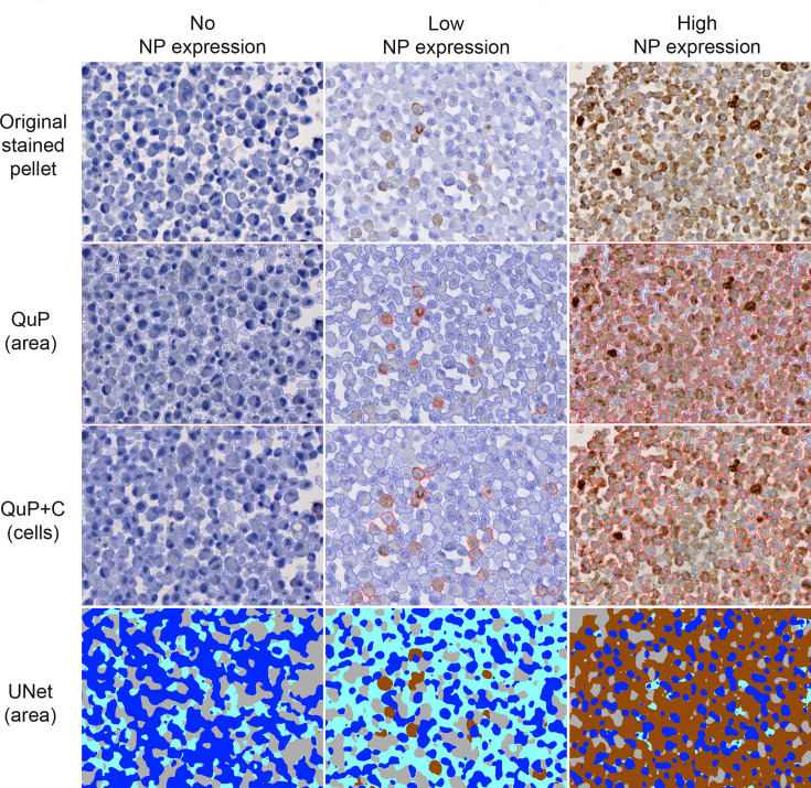 Temperature affects reptarenavirus growth in a permissive host-derived <i>in vitro</i> model.