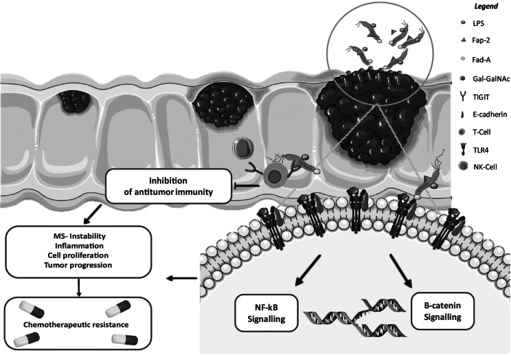 Association of <i>Fusobacterium nucleatum</i> with colorectal cancer molecular subtypes and its outcome: a systematic review.