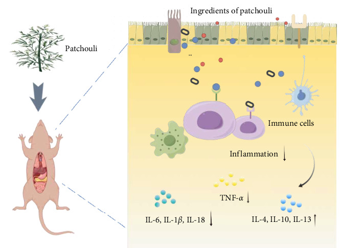 <i>Pogostemon cablin</i> Acts as a Key Regulator of NF-<i>κ</i>B Signaling and Has a Potent Therapeutic Effect on Intestinal Mucosal Inflammation.
