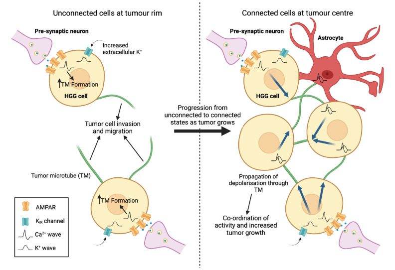 Breaking Down Glioma-Microenvironment Crosstalk.
