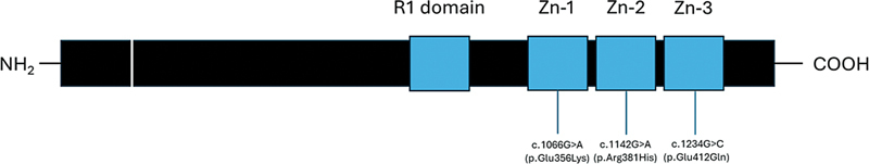 Genetic and clinical spectrum of early growth response 2-related Charcot-Marie-Tooth disease in a Brazilian cohort.