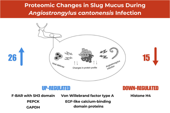 Infection with <i>Angiostrongylus cantonensis</i> reveals up- and down-regulation of the protein profile in the mucus of infected slugs.