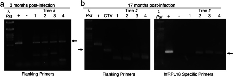 Citrus phloem specific transcriptional profiling through the development of a citrus tristeza virus expressed translating ribosome affinity purification system.