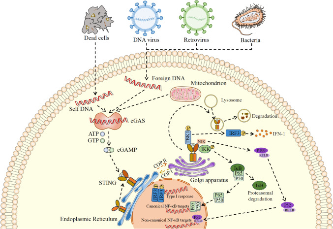 The STING Signaling: A Novel Target for Central Nervous System Diseases.