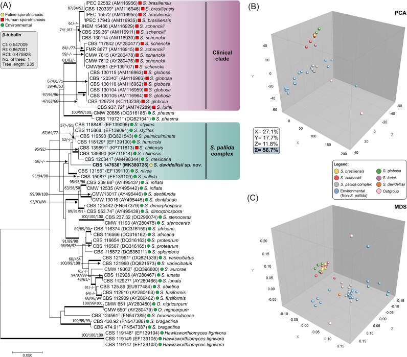 Sporothrix davidellisii : A new pathogenic species belonging to the Sporothrix pallida complex.