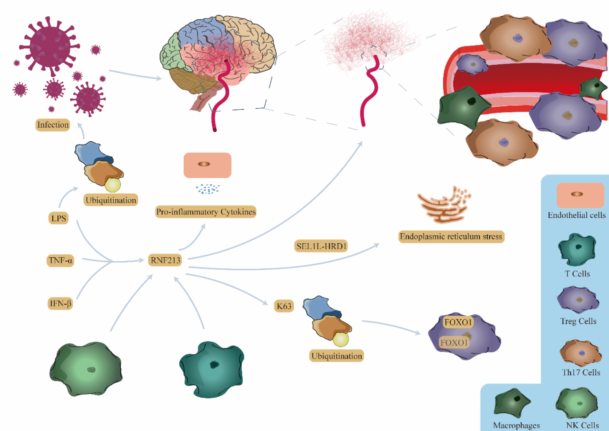 The role of the RING finger protein 213 gene in Moyamoya disease.