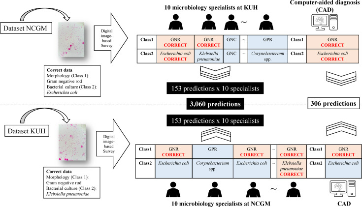 Accuracy of classification of urinary Gram-stain findings by a computer-aided diagnosis app compared with microbiology specialists.
