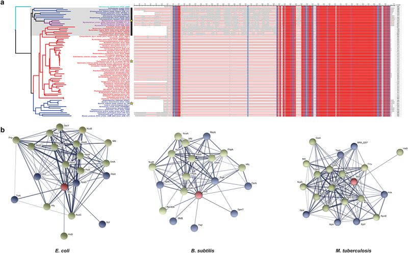 Rho-dependent termination: a bacterial evolutionary capacitor for stress resistance.
