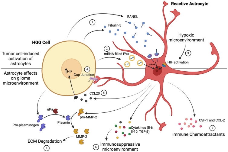 Breaking Down Glioma-Microenvironment Crosstalk.