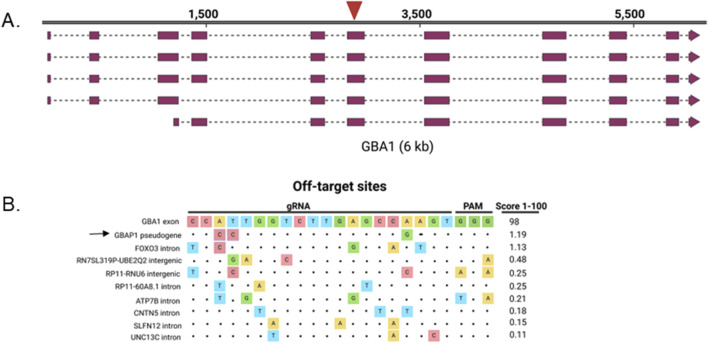 Efficient GBA1 editing via HDR with ssODNs by outcompeting pseudogene-mediated gene conversion upon CRISPR/Cas9 cleavage.
