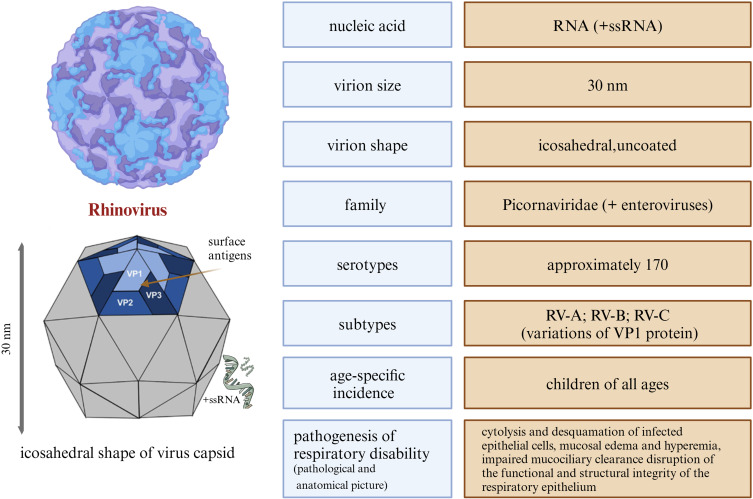 Clinical and Laboratory Profiles of Rhinovirus-Infected Preschool Children: Identifying Risk Factors for Subsequent Asthma.