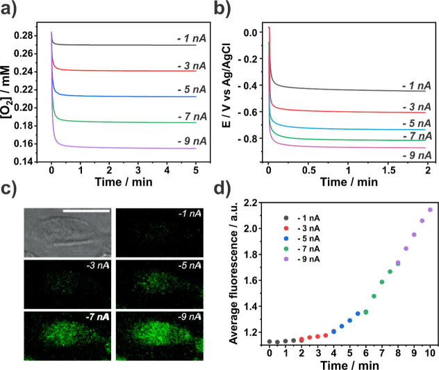 Transient Single Cell Hypoxia Induced by Localized Galvanostatic Oxygen Challenge.