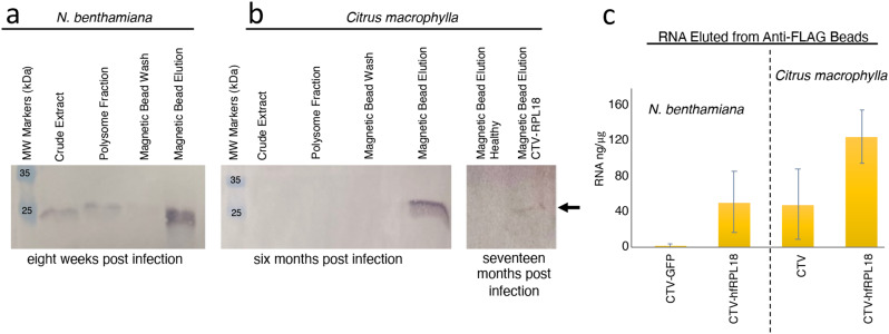Citrus phloem specific transcriptional profiling through the development of a citrus tristeza virus expressed translating ribosome affinity purification system.