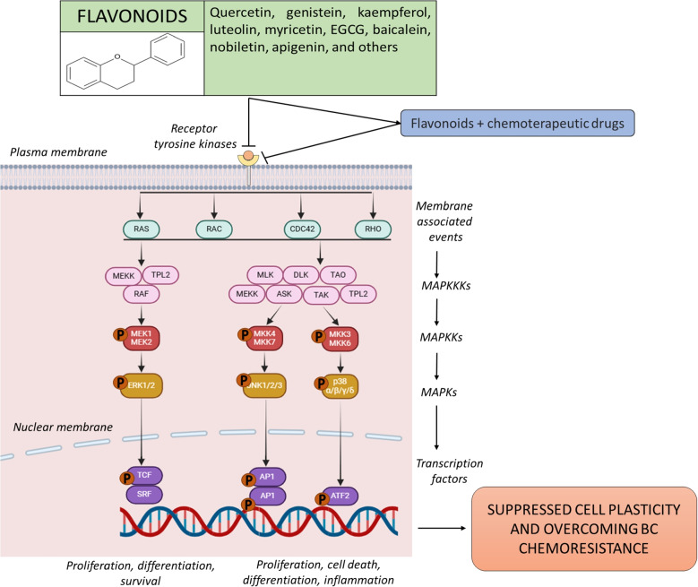 Targeting the MAPK signaling pathway: implications and prospects of flavonoids in 3P medicine as modulators of cancer cell plasticity and therapeutic resistance in breast cancer patients.