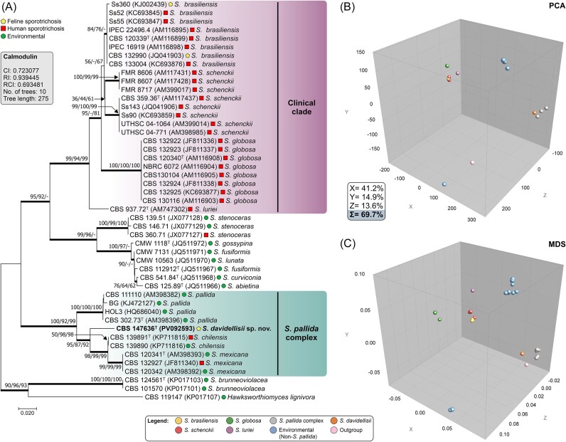 Sporothrix davidellisii : A new pathogenic species belonging to the Sporothrix pallida complex.